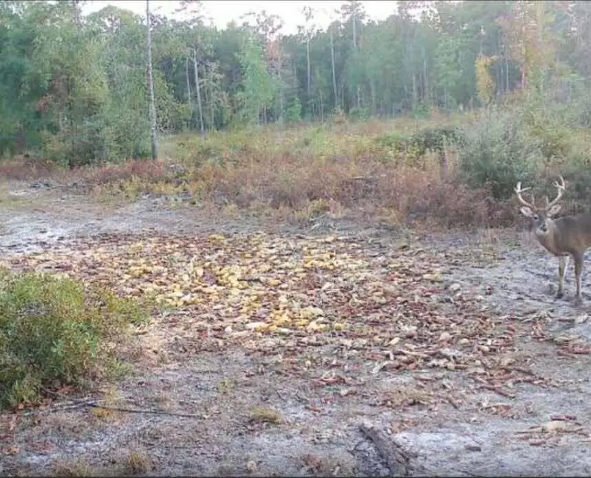 0 Dorland Court, Bowman, SC 29018 - Image #3