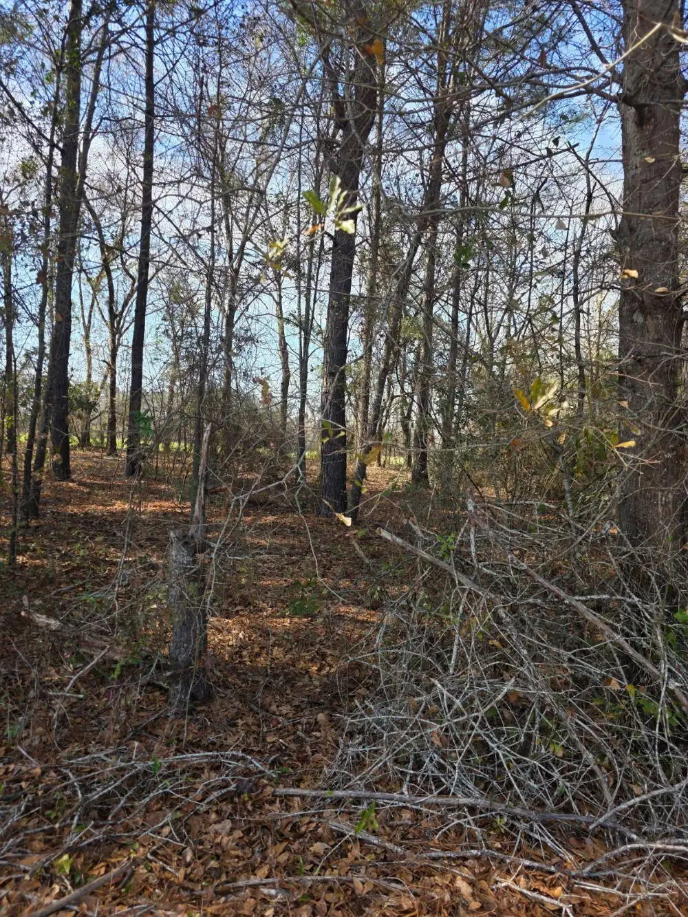 0 Adnah Church Road, Islandton, SC 29929 - #1