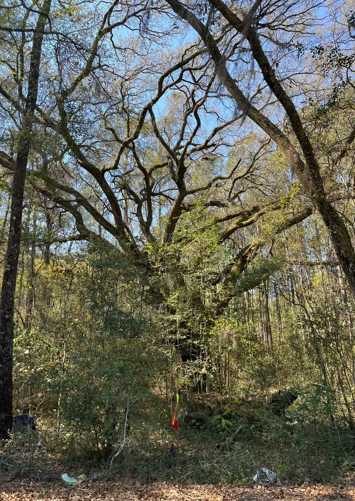 5331 Old Military Road #Lot 3, Adams Run, SC 29426 - #1