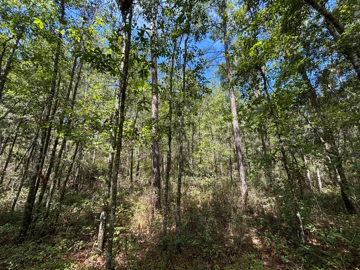 10 Red Oak Road, Cottageville, SC 29435 - #1