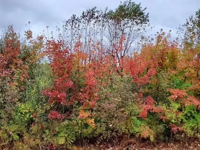 Irish RD, Millington, MI 48746 - Image #1