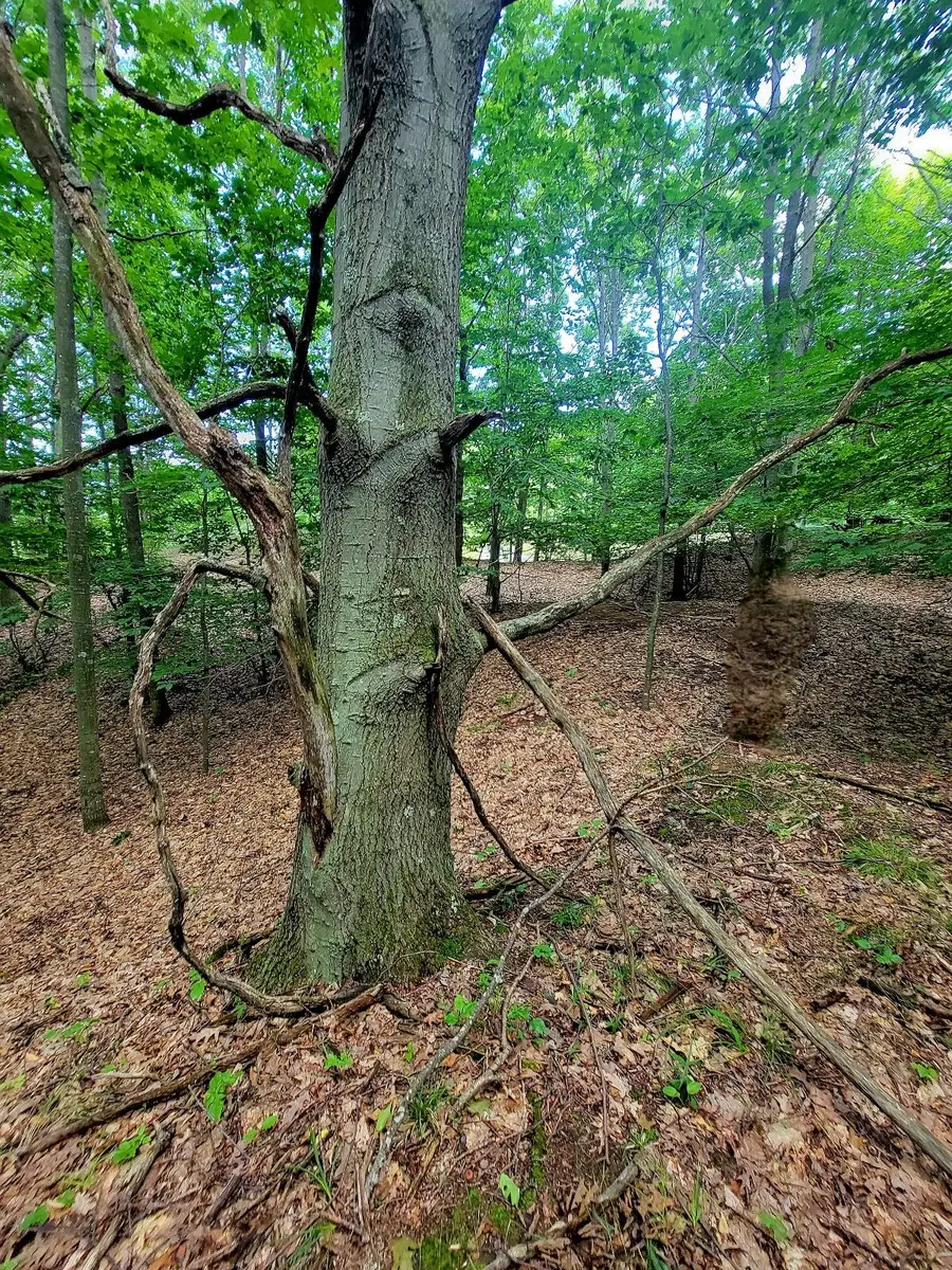 Maxey Road Unit: 7.2 acres, Arcadia, MI 49613 - Image #3