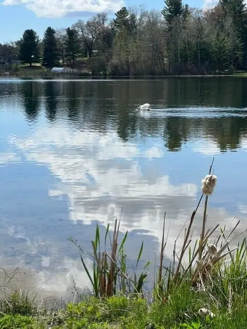 6911 Ryerson Road, Cedar Creek, MI 49457 - Image #3