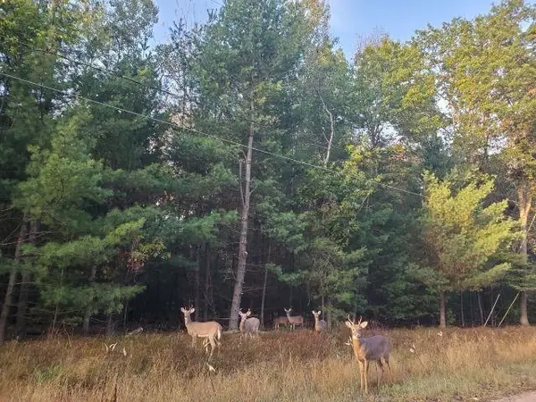 0 Buffalo, Alger, MI 48610