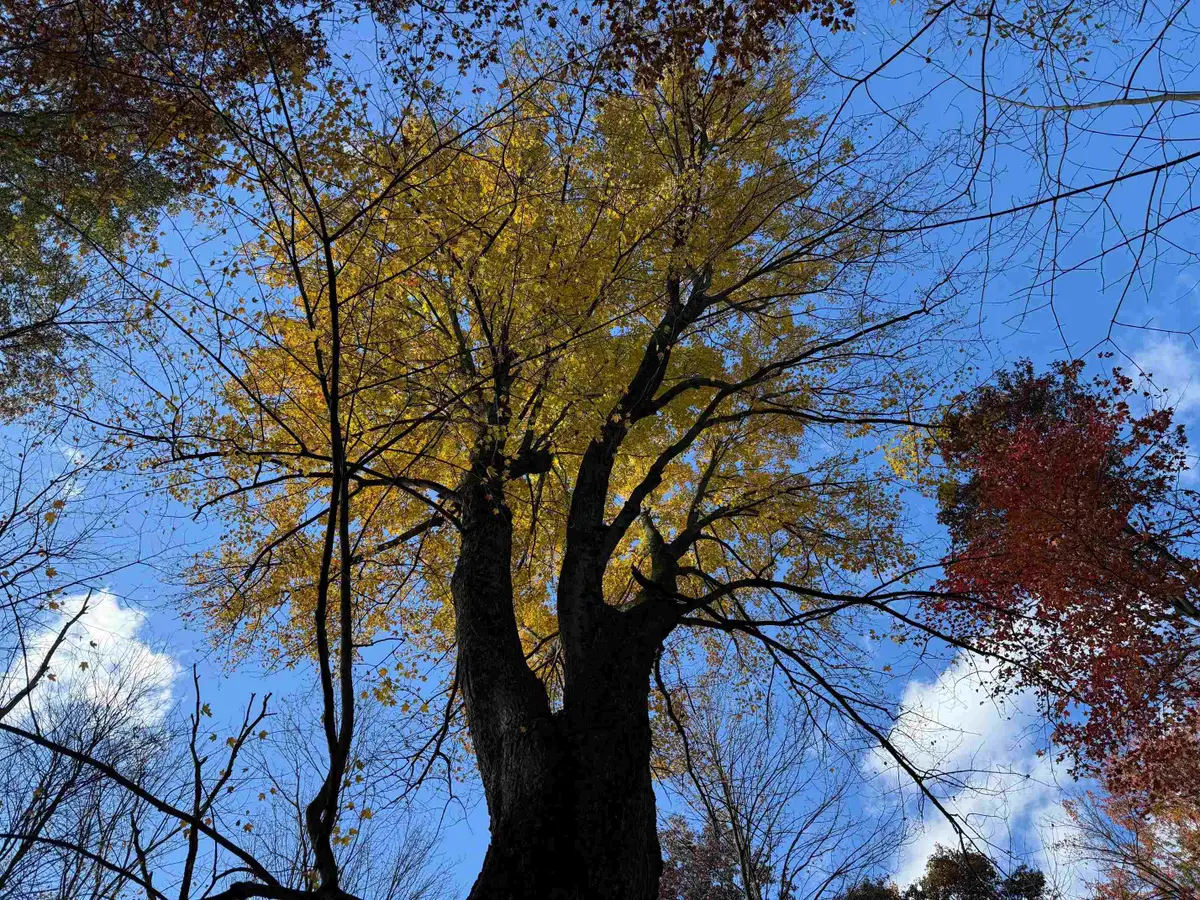 VL S Eddy Creek, Ogemaw, MI 48661 - Image #1