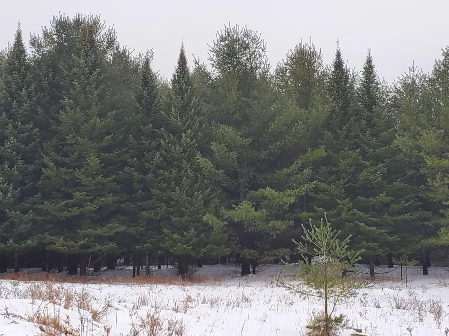 2788 Greenwood RD, Prescott, MI 48756 - Image #2