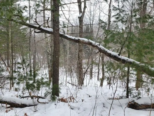 Silver Creek, Prescott, MI 48756 - #3