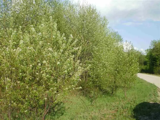 Lot 45 Sweetwater, Cadillac, MI 49601 - Image #2