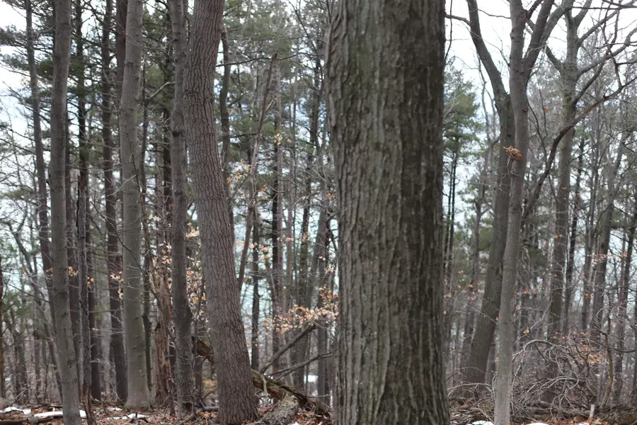 lot 5 Crystal View, Beulah, MI 49617 - Image #3