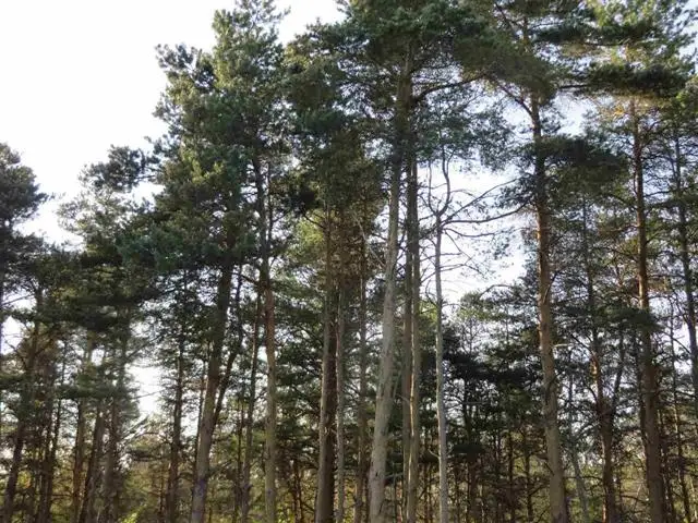 A Spruce Hollow TRCE, Fife Lake, MI 49633 - Image #1