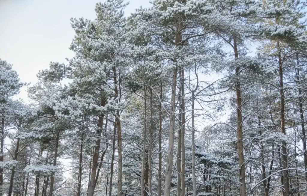 10.5 Spruce Hollow, Fife Lake Township, MI 49633 - Image #1