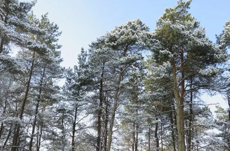 10.5 Spruce Hollow, Fife Lake Township, MI 49633 - Image #2