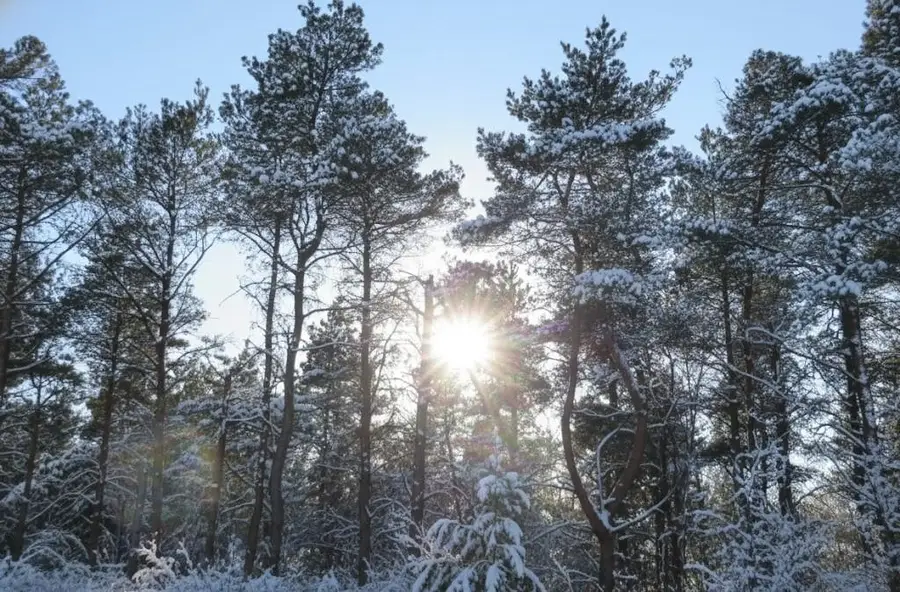 10.5 Spruce Hollow, Fife Lake Township, MI 49633 - Image #3