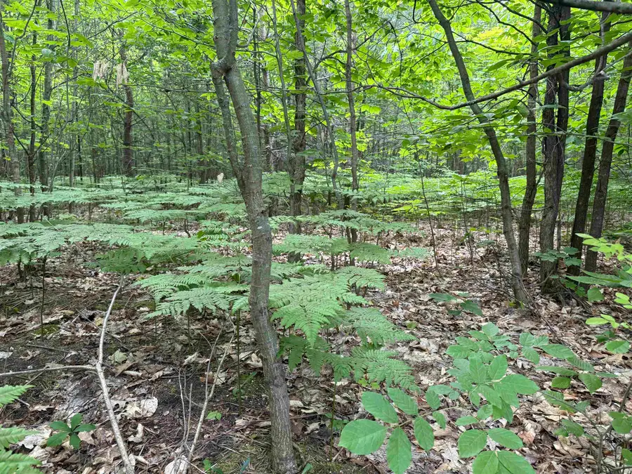 V/L Parcel B Lamerson, Interlochen, MI 49643 - Image #2
