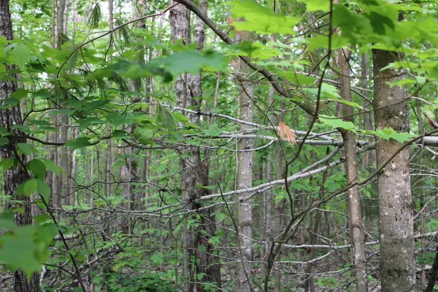 Snowridge TRL, Elmira, MI 49730 - Image #2