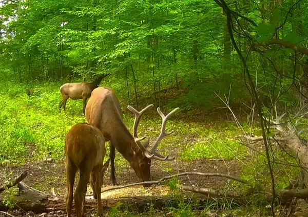 00 Beckett, Johannesburg, MI 49751