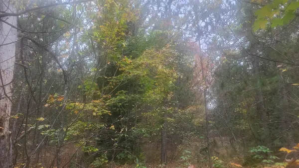 0001 Cedar River, Mancelona, MI 49659