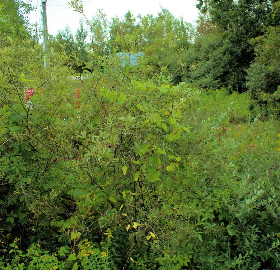 00 Cass RD, Garfield, MI 49684 - Image #2