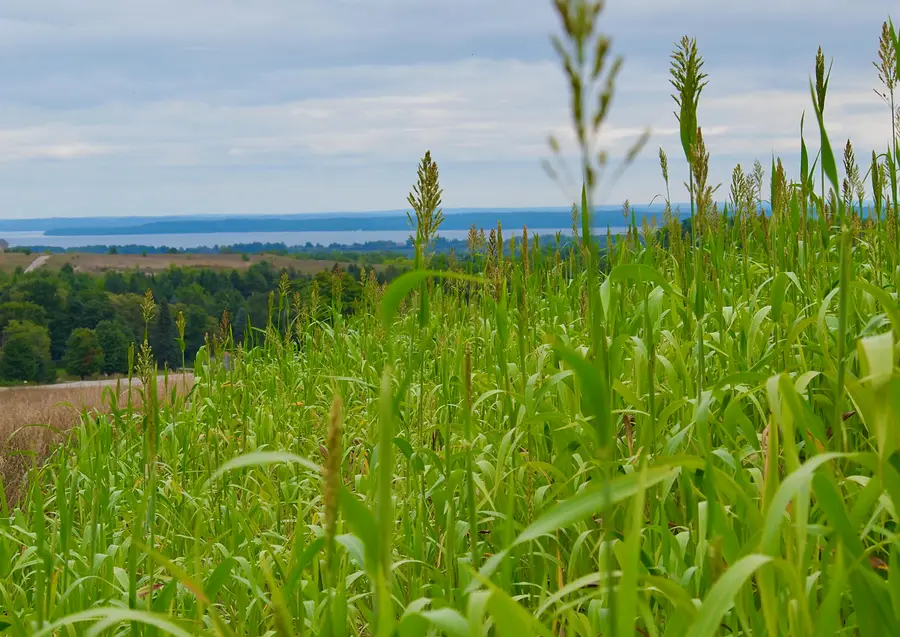 9224 E Duck Lake RD, Suttons Bay, MI 49682 - #3