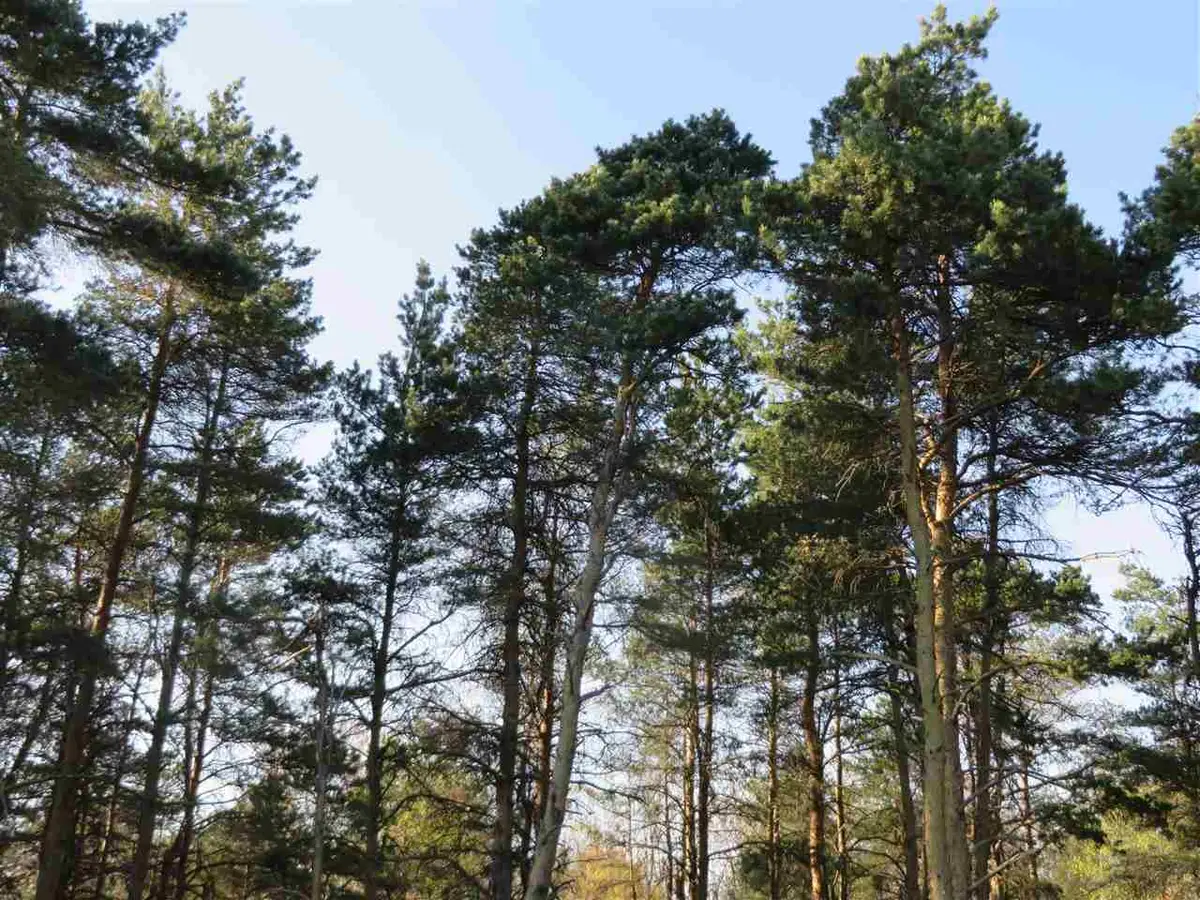 10 Spruce Hollow, Fife Lake Township, MI 49633 - Image #1