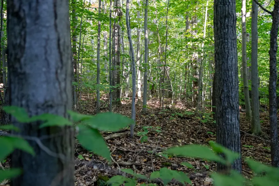 V/L Forestgrove, Elmira, MI 49730 - Image #2