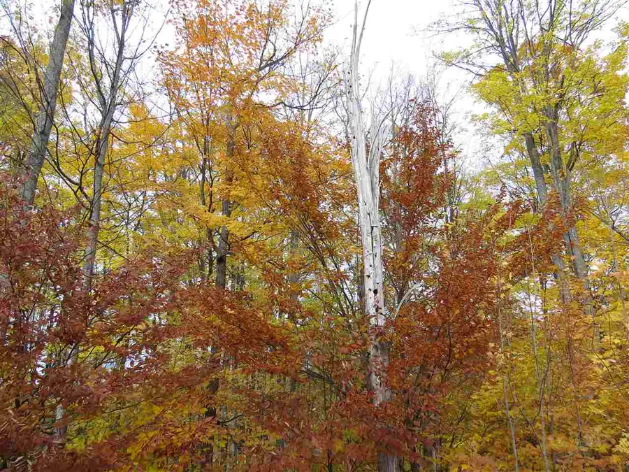 Lot 80 Eden, Kingsley, MI 49649 - Image #2