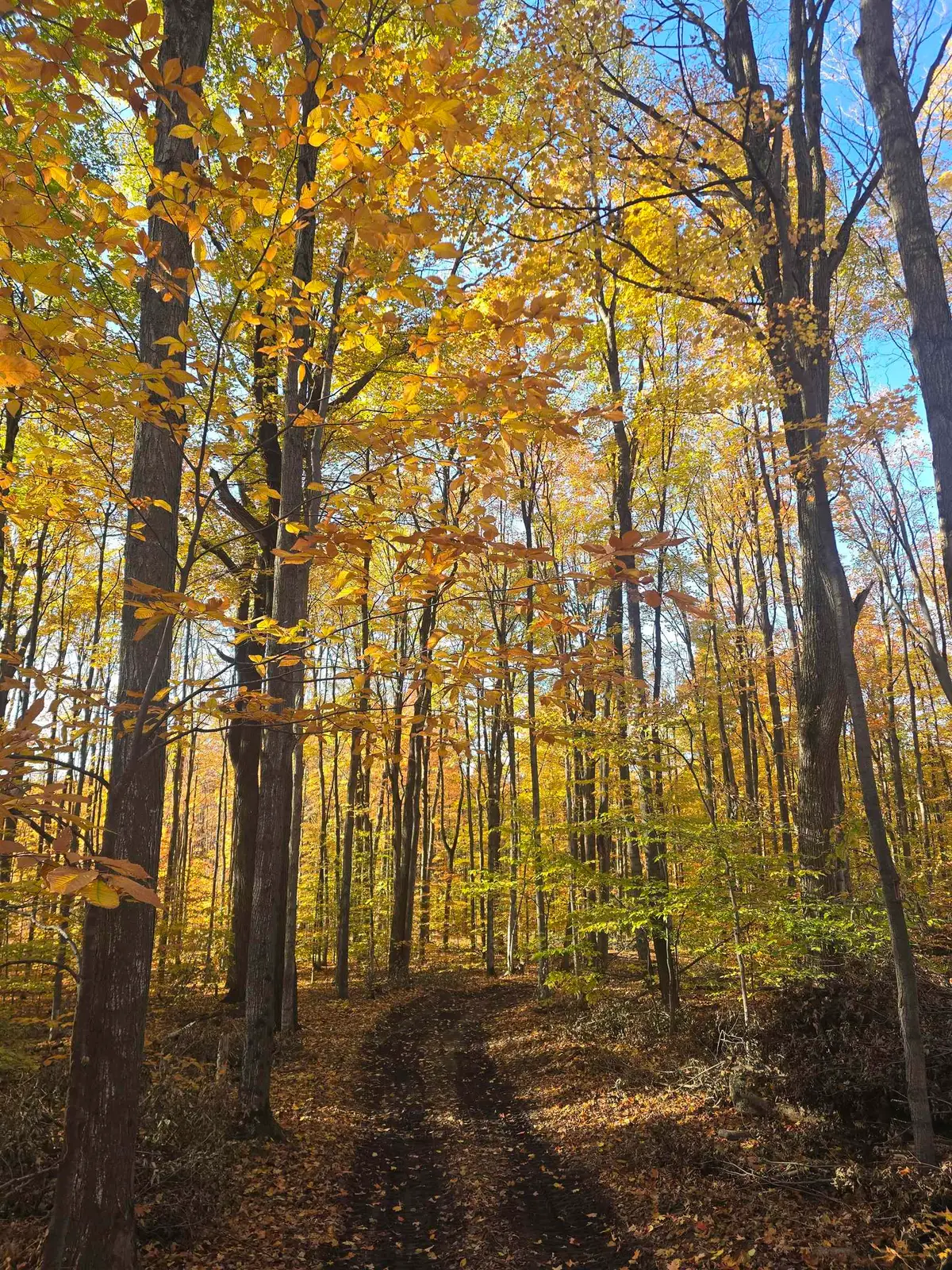 00 Stark RD, Mancelona, MI 49659 - Image #1