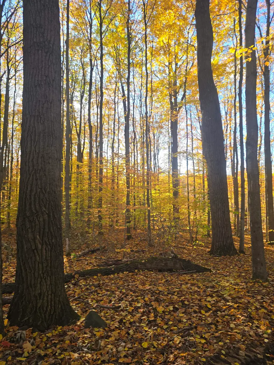 00 Stark RD, Mancelona, MI 49659 - Image #2