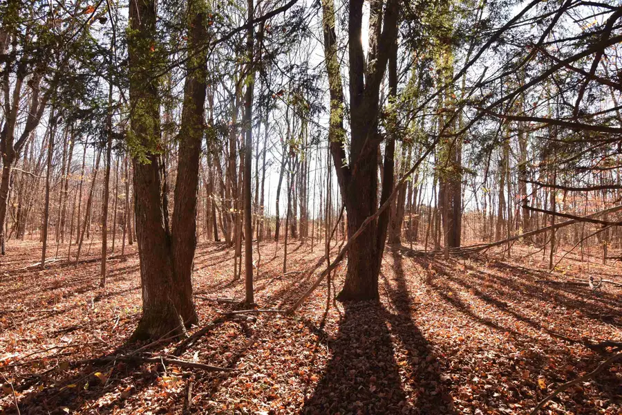 00 W M-115, Mesick, MI 49668 - Image #2