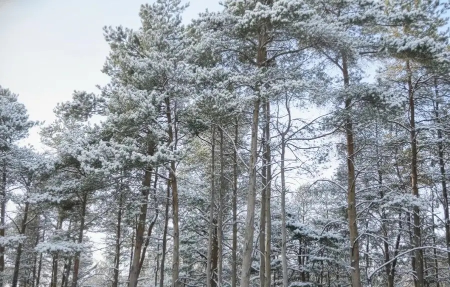 20.71 Spruce Hollow TRCE, Manistee, MI 49633 - Image #2