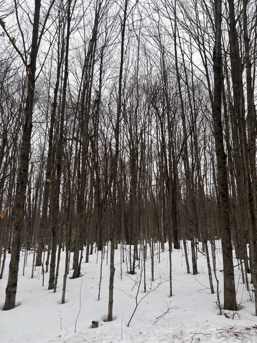 0 Dobleski, Elmira, MI 49730 - Image #3