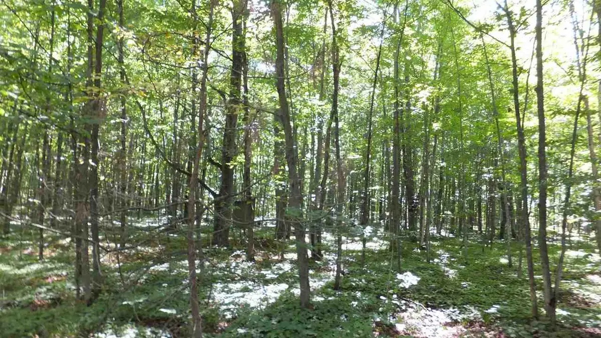 00 Haze RD, Beulah, MI 49617 - #1