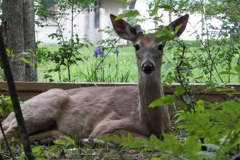 00 Haze RD, Beulah, MI 49617 - #3