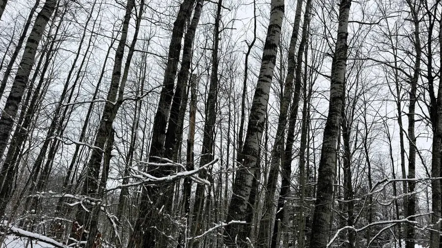 Lot 35 Wilderness DR, Mancelona, MI 49659 - #3