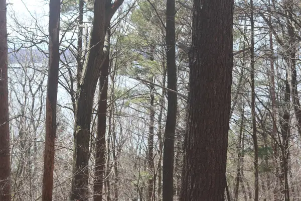 lot 5 Crystal View CMNS, Beulah, MI 49617