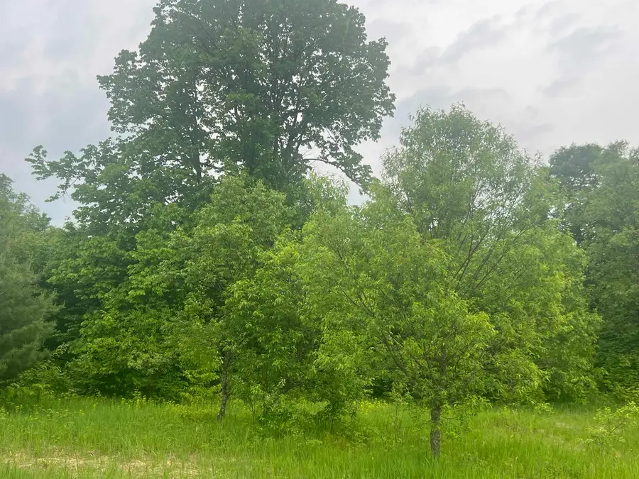 00 Wood Road, Kalkaska, MI 49646 - #3