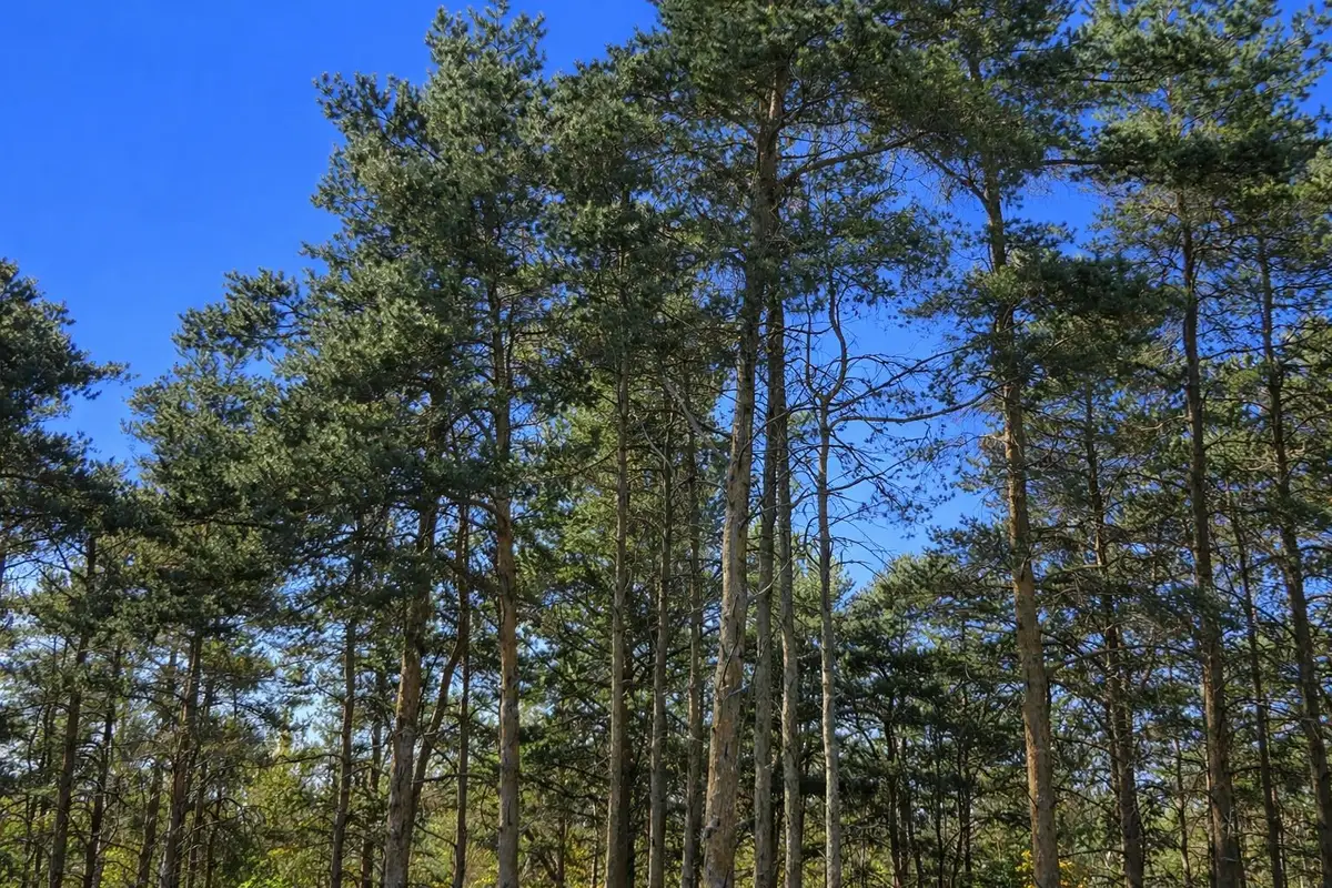 8832 Cedar Creek DR, Petoskey, MI 49770 - #1