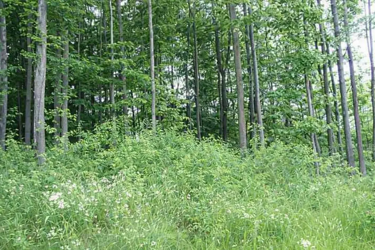 8877 Cedar Creek DR, Petoskey, MI 49770 - #1