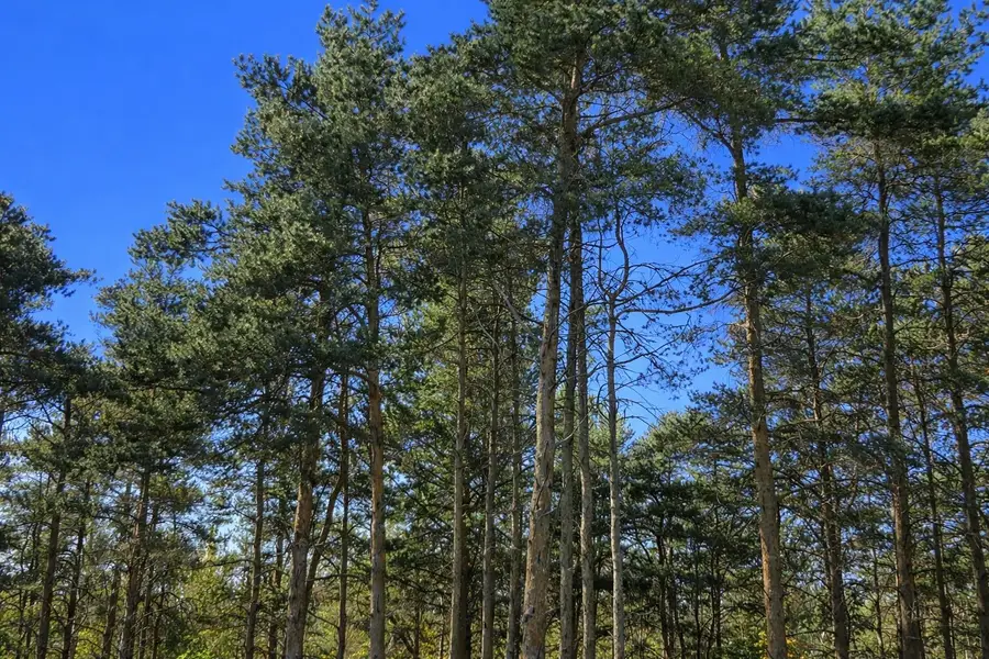 8877 Cedar Creek DR, Petoskey, MI 49770 - #3