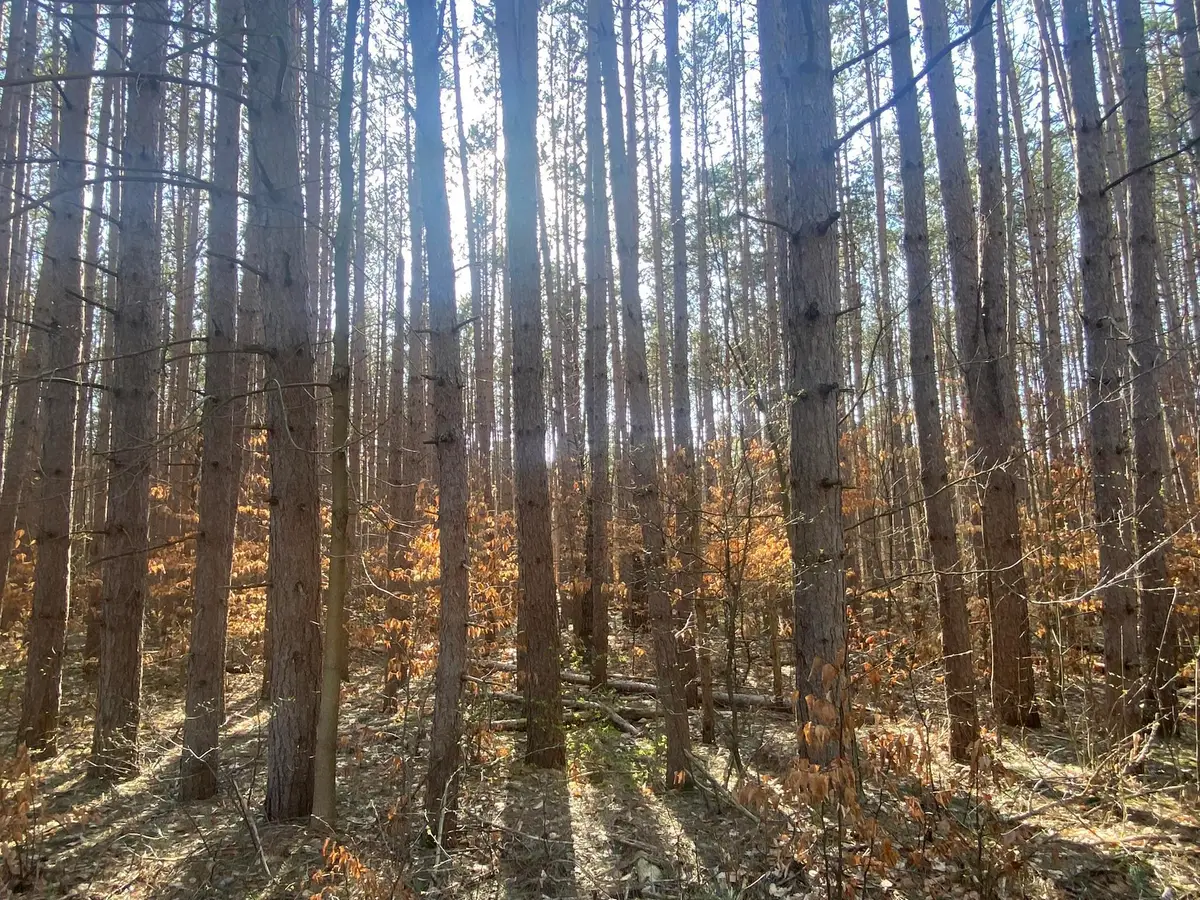 Deer Run, Cadillac, MI 49601 - #1