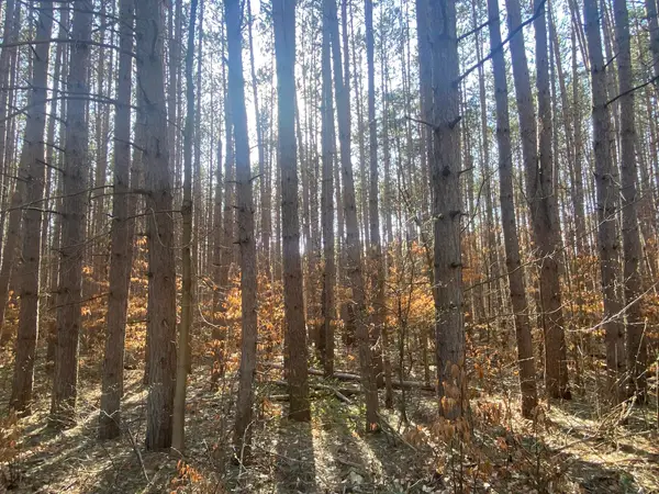 Deer Run, Cadillac, MI 49601