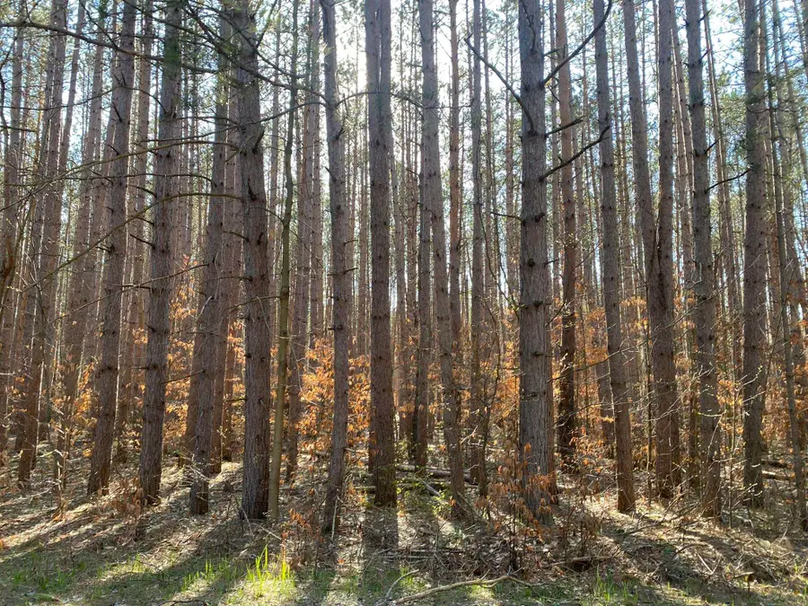 Deer Run, Cadillac, MI 49601 - #2