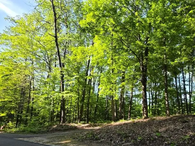 2 Forest, Bellaire, MI 49615 - #3