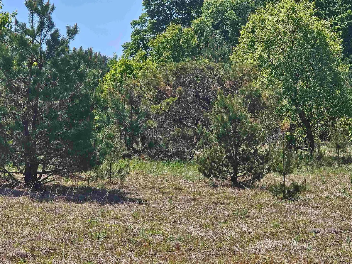V/L Parcel C SE Grass Lake, Kalkaska, MI 49646 - #1