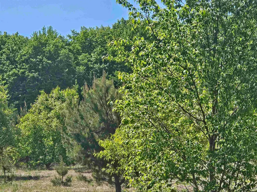 V/L Parcel C SE Grass Lake, Kalkaska, MI 49646 - #2