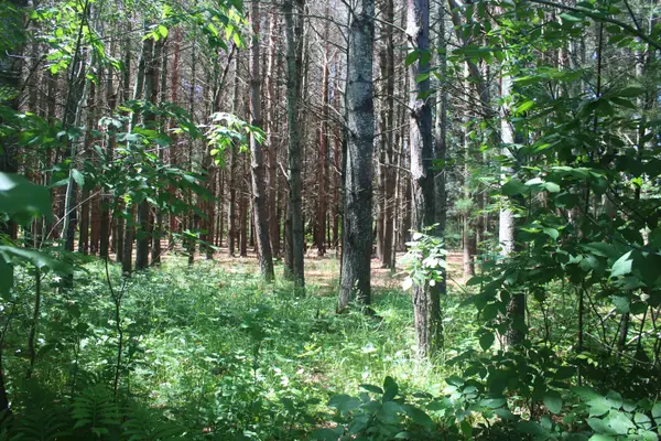 00 Stone Circle DR, Kewadin, MI 49648