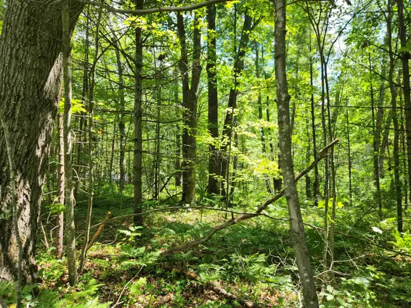 000 Bradley, Kalkaska, MI 49646