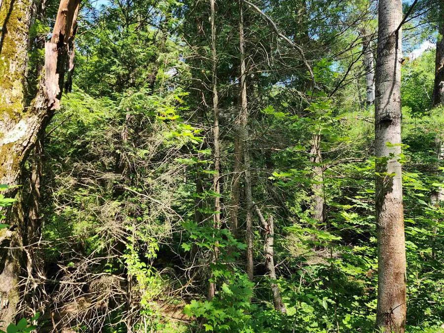 500 East TRL, Kalkaska, MI 49646 - #2