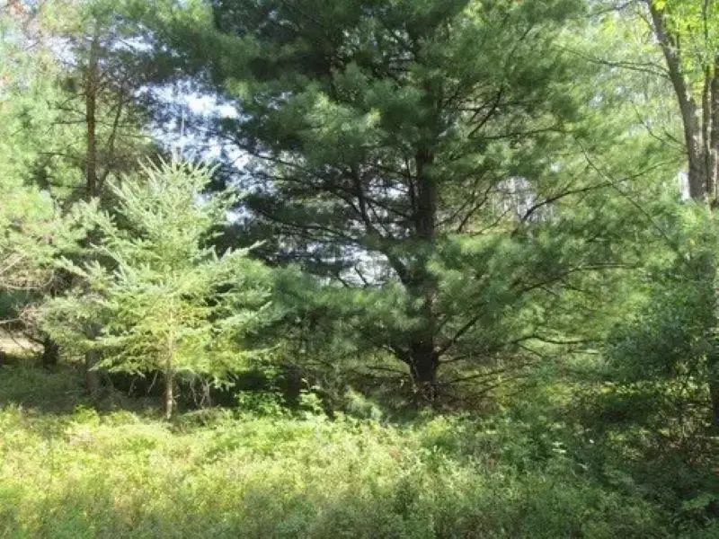 0 M-55, Cadillac, MI 49601 - #2