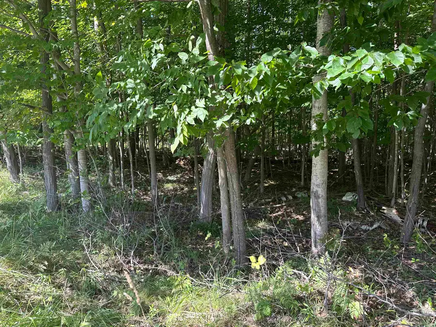Lots 33, Kewadin, MI 49648 - #3